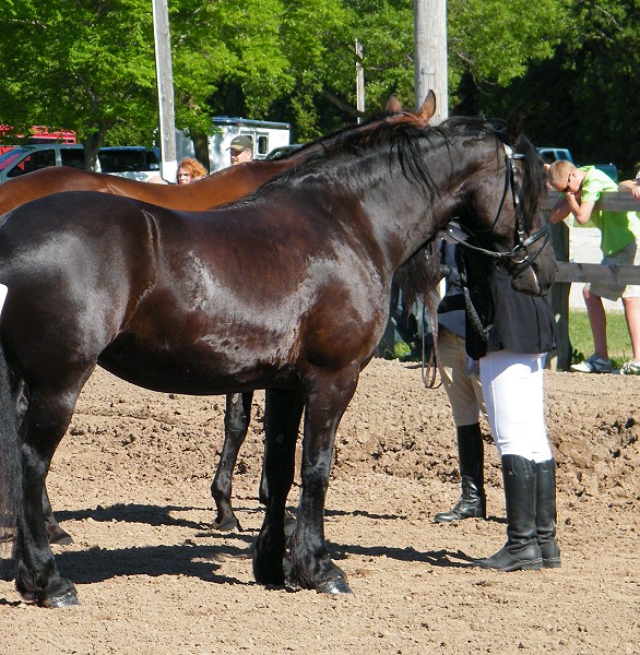 Friesian Heritage Horse Show